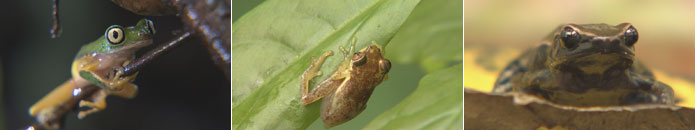 03-Frosch